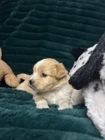 Sandy, a female Chihuahua and Pomeranian for sale in Merced, CA – 3 of 6