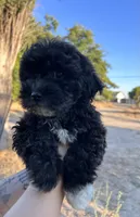 Cruella, a female Maltipoo and Poodle - Toy  for sale in Atwater, CA – 4 of 6