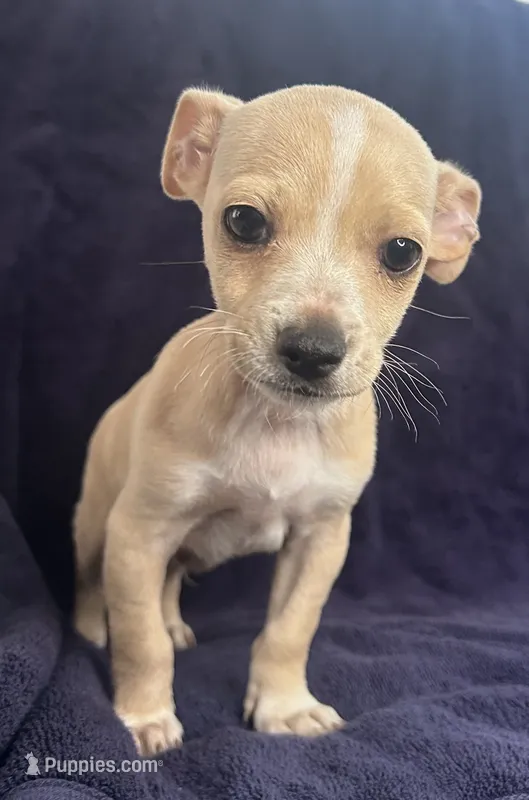Rayita – Chihuahua puppy for sale in Merced, CA