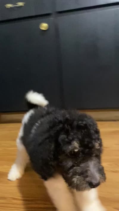Nikki (VIDEOS), a female Labradoodle and Miniature Labradoodle for sale in Merced, CA – 4 of 6