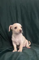 Canelita, a female Chihuahua for sale in Merced, CA – 4 of 4