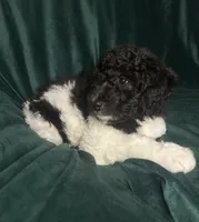 big girl, a female Labradoodle and Poodle - Standard  for sale in Merced, CA – 3 of 5