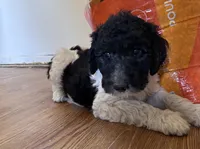 boy 1, a male Labrador Retriever and Poodle - Standard  for sale in Merced, CA – 3 of 4
