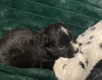 Oreo, a male Chihuahua and Pomeranian for sale in Merced, CA – 7 of 8