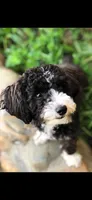Baby , a female Maltipoo for sale in Atwater, CA – 6 of 7