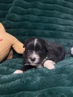 Oreo, a male Chihuahua and Pomeranian for sale in Merced, CA – 2 of 8