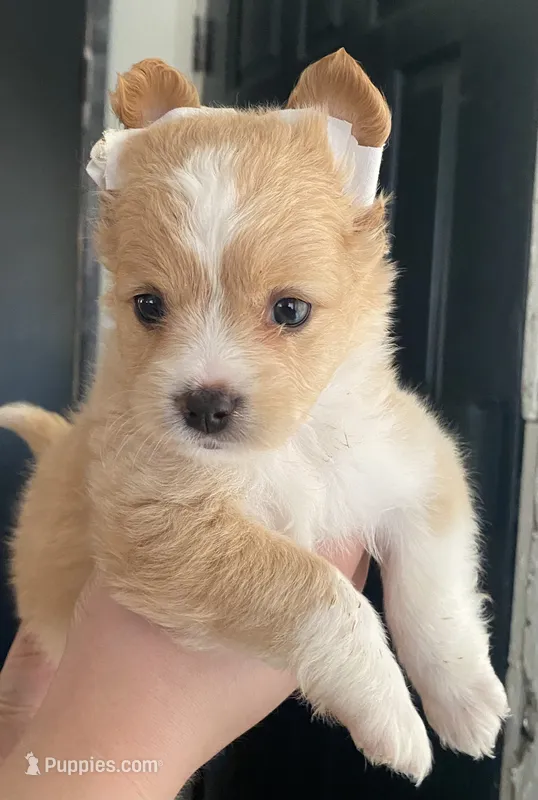 Sandy VIDEOS – Chihuahua, Pomeranian puppy for sale in Atwater, CA
