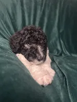 Niko, a male Labradoodle and Poodle - Standard  for sale in Merced, CA – 5 of 5