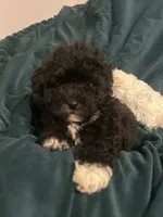 Baby , a female Maltipoo for sale in Atwater, CA – 2 of 7
