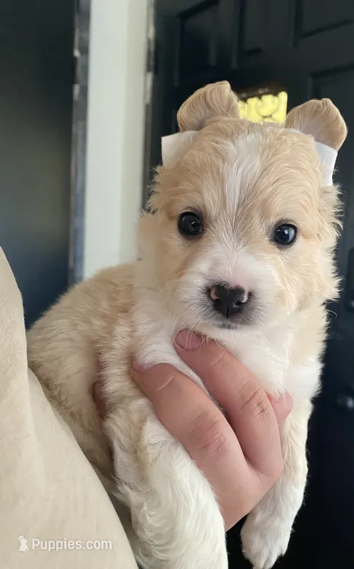 Snickerdoodle VIDEOS – Chihuahua, Pomeranian puppy for sale in Atwater, CA