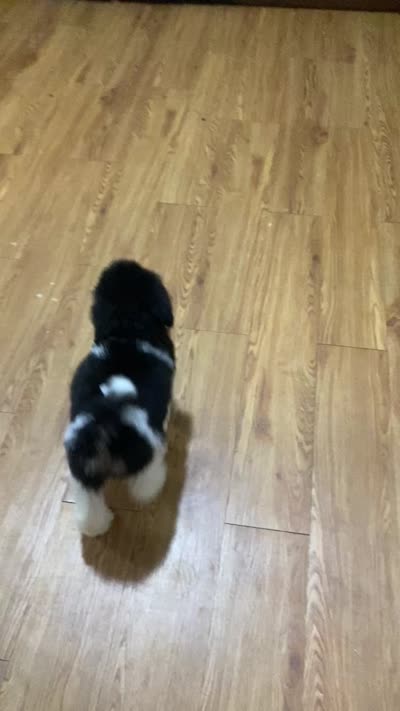 Nikki (VIDEOS), a female Labradoodle and Miniature Labradoodle for sale in Merced, CA – 5 of 6