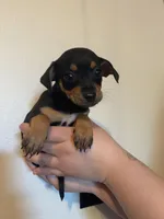 Lily, a female Chihuahua for sale in Winton, CA – Photo 6 of 6