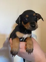 Lily, a female Chihuahua for sale in Winton, CA – Photo 4 of 6