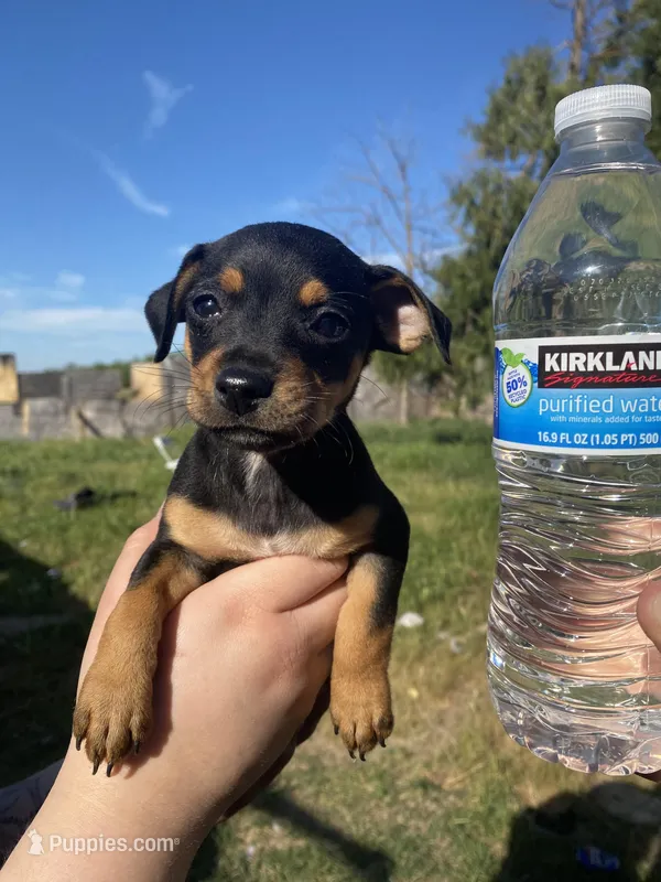 Lily – Chihuahua puppy for sale in Winton, CA