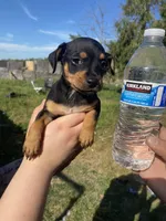 Lily, a female Chihuahua for sale in Winton, CA – Photo 5 of 6