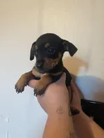 Lily, a female Chihuahua for sale in Winton, CA – Photo 3 of 6