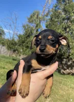Lily, a female Chihuahua for sale in Winton, CA – Photo 2 of 6