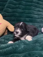 Oreo, a male Chihuahua and Pomeranian for sale in Merced, CA – 3 of 8