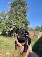 Daisy, a female Chihuahua for sale in Winton, CA – Photo 3 of 5