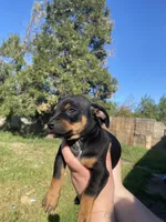 Daisy, a female Chihuahua for sale in Winton, CA – Photo 4 of 5