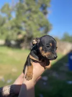 Daisy, a female Chihuahua for sale in Winton, CA – Photo 2 of 5