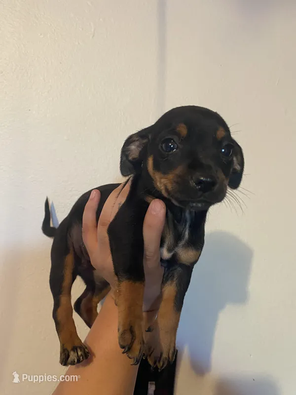 Daisy, a female Chihuahua for sale in Winton, CA – Photo 1 of 5