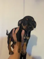 Daisy, a female Chihuahua for sale in Winton, CA – Photo 1 of 5