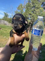 Daisy, a female Chihuahua for sale in Winton, CA – Photo 5 of 5