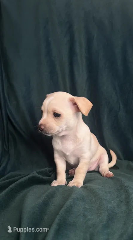 Canelita – Chihuahua puppy for sale in Merced, CA