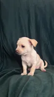 Canelita, a female Chihuahua for sale in Merced, CA – 1 of 4