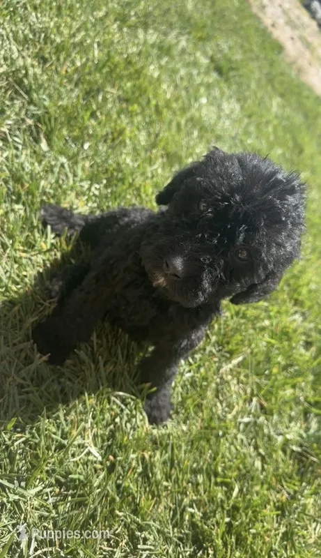 Nikki – Labradoodle puppy for sale in Atwater, CA