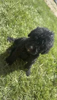 Nikki, a female Labradoodle for sale in Merced, CA – 1 of 1