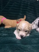 Snickerdoodle, a male Chihuahua and Pomeranian for sale in Merced, CA – 3 of 6