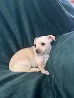 Canelita, a female Chihuahua for sale in Merced, CA – 2 of 4