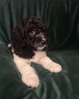 big girl, a female Labradoodle and Poodle - Standard  for sale in Merced, CA – 4 of 5
