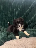 Oreo (runt), a male Chihuahua and Pomeranian for sale in Atwater, CA – 4 of 5
