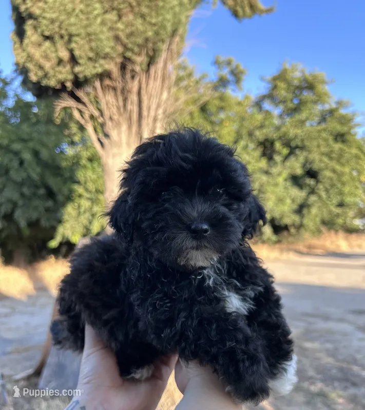 Cruella – Maltipoo, Poodle - Toy  puppy for sale in Atwater, CA