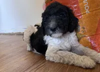 boy 1, a male Labrador Retriever and Poodle - Standard  for sale in Merced, CA – 4 of 4
