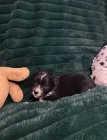 Oreo, a male Chihuahua and Pomeranian for sale in Merced, CA – 6 of 8