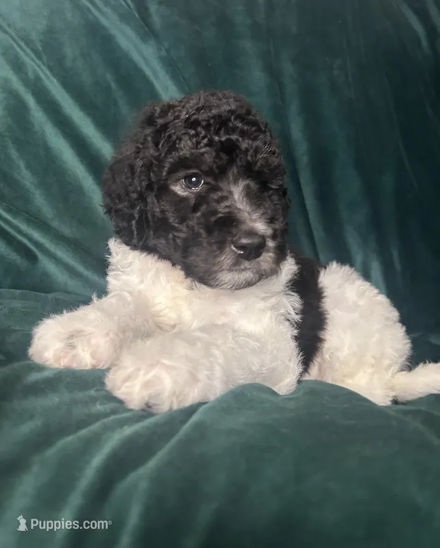 big boy – Labradoodle, Poodle - Standard  puppy for sale in Merced, CA