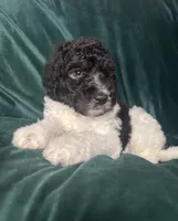 big boy, a male Labradoodle and Poodle - Standard  for sale in Merced, CA – 1 of 5
