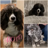 Chula, a female Poodle - Toy  for sale in Atwater, CA – 2 of 3