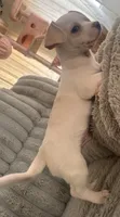 guero, a male French Bulldog and Chihuahua for sale in Winton, CA – 3 of 3