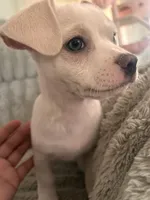 guero, a male French Bulldog and Chihuahua for sale in Winton, CA – 2 of 3