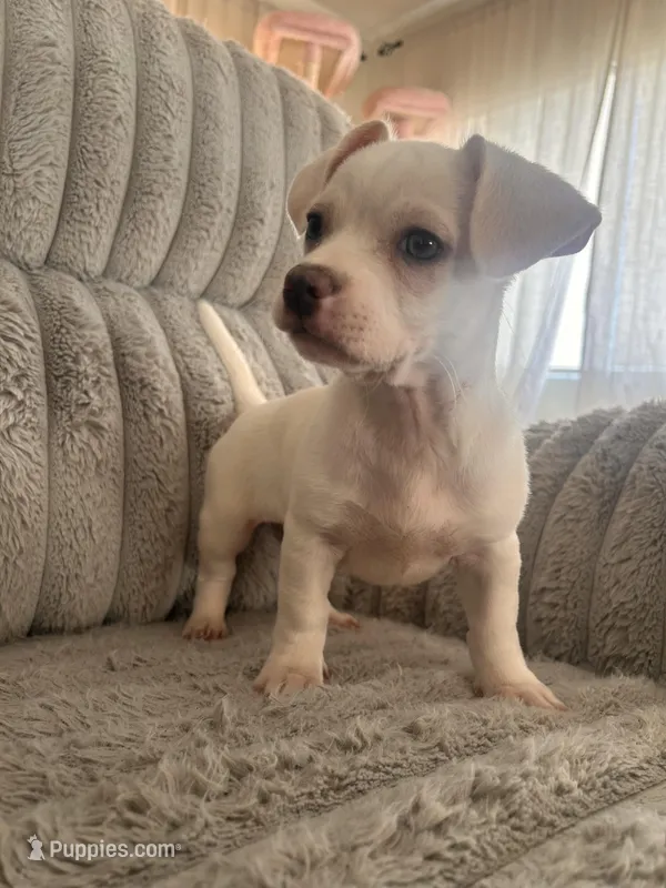 guero – French Bulldog, Chihuahua puppy for sale in Winton, CA