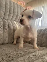 guero, a male French Bulldog and Chihuahua for sale in Winton, CA – 1 of 3