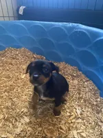 Leo, a male Chihuahua and Miniature Pinscher for sale in Winton, CA – Photo 5 of 5