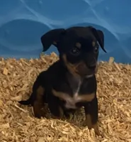 Leo, a male Chihuahua and Miniature Pinscher for sale in Winton, CA – Photo 1 of 5