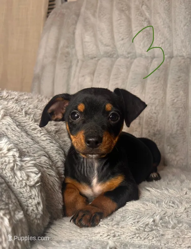 Leo – Chihuahua, Miniature Pinscher puppy for sale in Winton, CA