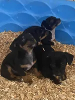 Leo, a male Chihuahua and Miniature Pinscher for sale in Winton, CA – Photo 3 of 5